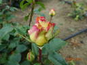 Aruba rose photo