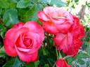 Chipie rose photo