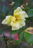 Lemon Meringue ™ rose photo
