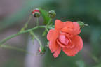 Blaze of Glory rose photo