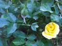 Yellow Sunblaze 2004 rose photo