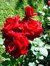 Niccolo Paganini rose photo