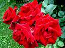 Niccolo Paganini rose photo