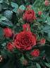 Chocolate Prince rose photo