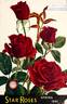 M.S. Hershey rose photo