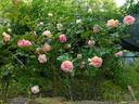 Proteus Anguinus Rose rose photo