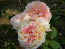 Proteus Anguinus Rose rose photo