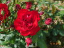 Mathias Meilland ® rose photo