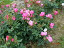 Pink Double Knock Out rose photo