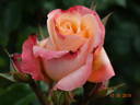 Prince Rainier III rose photo