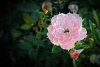 Ida's Children rose photo