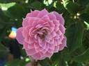 Ida's Children rose photo