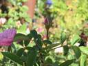 Ida's Children rose photo