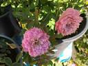 Ida's Children rose photo