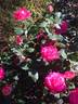 Blushing Yuki ™ rose photo