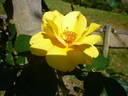 Golden Threshold ™ rose photo
