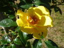 Golden Threshold ™ rose photo