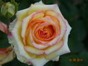 Aruba rose photo