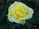 Golden Silk rose photo