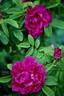 JWI1401001 rose photo