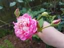 Anna Jung rose photo