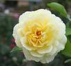 Citron Fizz rose photo
