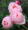 Blissful Sensations rose photo