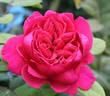 Princesse Vega rose photo