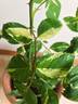 Verschuren rose photo