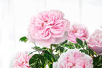 Verschuren rose photo