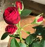 Balmoral Palace rose photo