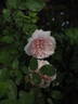 Redouté rose photo