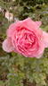 Leonardo da Vinci, Cl. rose photo