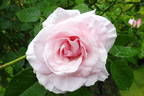 Graciosa rose photo