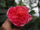Noortje rose photo