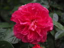 Noortje rose photo