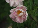Mon Amie Claire rose photo