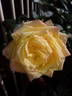 Fragrant Peace rose photo