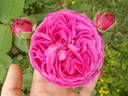 Catherine Guillot rose photo