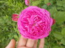Catherine Guillot rose photo