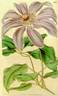 Caerulea Grandiflora clematis photo