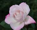 Cool as Ice rose photo