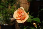 Loving Touch ™ rose photo