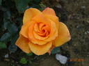 Hallé rose photo