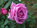 Kralj Alexander I rose photo
