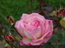 Kraljica Marija rose photo