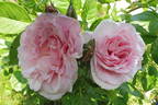 Graciosa rose photo