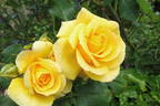 Gold Bunny, Cl. rose photo