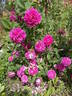 Daphné rose photo
