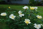 Sunny Knock Out rose photo